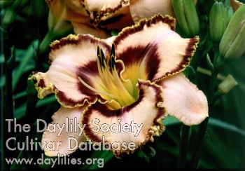 Daylily Custom Styled